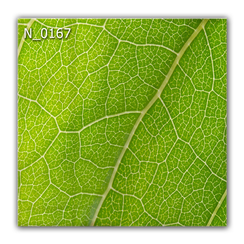 Panel szklany hartowany 60x60 Liść