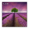 Panel szklany hartowany 60x60 Pole Lawendy