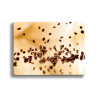 Deska szklana Coffee Beans II